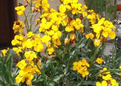 Κίτρινη Βιολέτα – Χείρανθος  –  Cheiranthus Ceiri