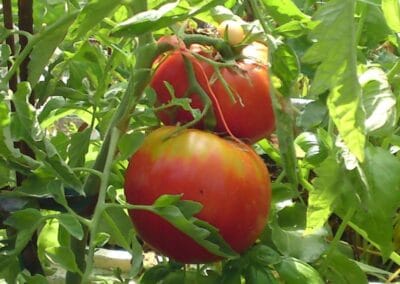Ντομάτα Τριαντάφυλλο