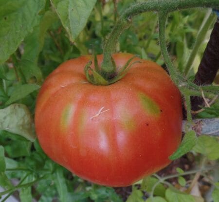 Nouli_Ntomata-triantafyllo-2