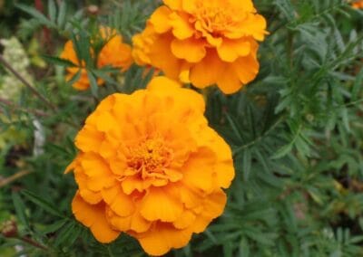 Κατιφές  –  Tagetes