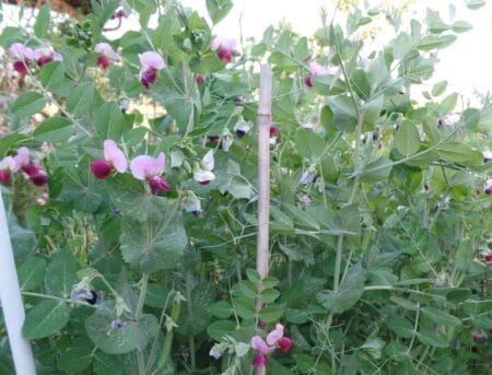 Nouli_mikros-glykos-arakas-1