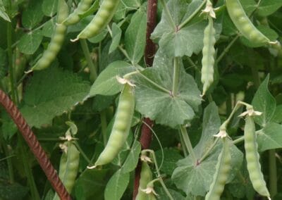 Μικρός γλυκός Αρακάς – Sugar snap Pea