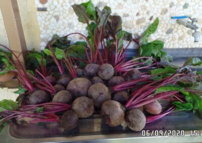 Παντζάρι κόκκινo