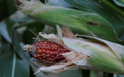 Ενημέρωση για τις εξελίξεις σε ότι αφορά τα Νέα Γενετικά Τροποποιημένα τρόφιμα – Μεταλλαγμένα