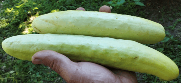 Rodopi-Aggouri-aspro.png January 27, 2026