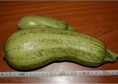 Κολοκυθάκια (Μείγμα Ποικιλιών)