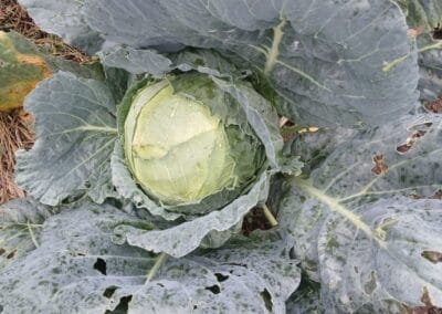 Λάχανο Καστοριάς