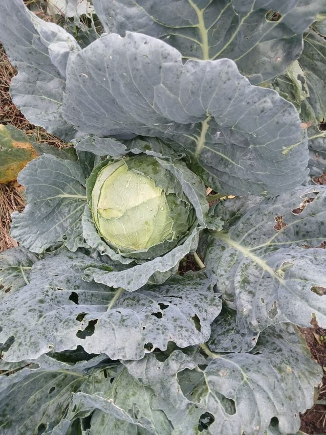 Rodopi-Lachano-Kastorias