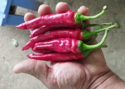 Πιπέρια Μπακάλικα