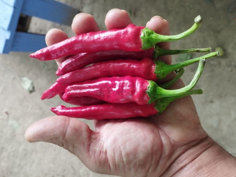 Rodopi Piperia Mpakalika Rodopi-Piperia-Mpakalika