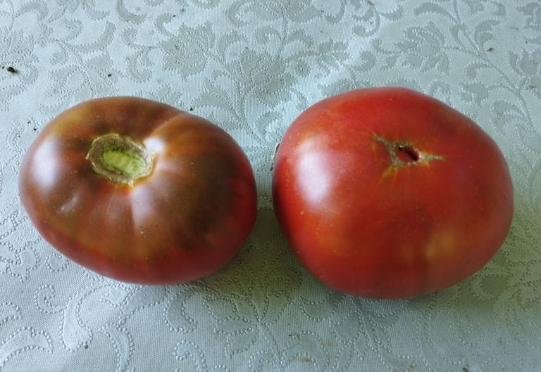 Rodopi_Ntomata-Giga-Kuby