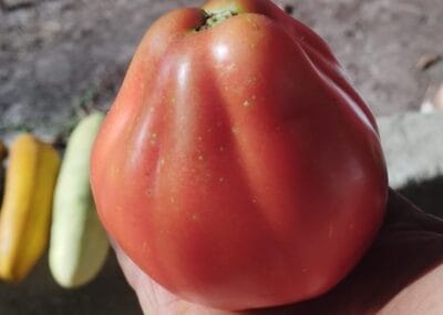 Ντομάτα Πουγκί