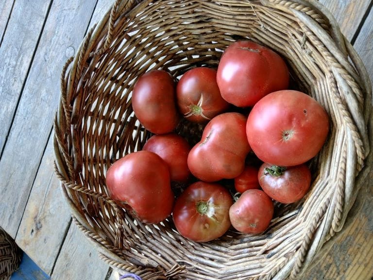 Rodopi_Ntomata-Tseroki