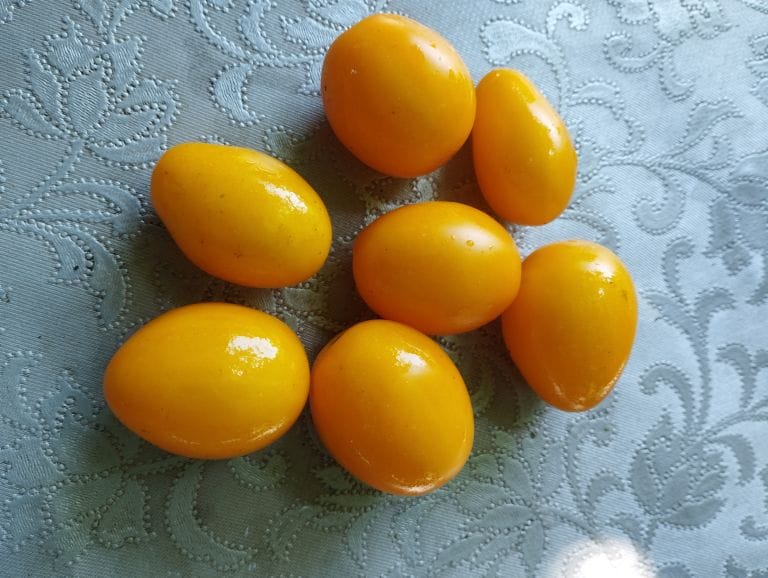 Rodopi_Ntomatinia-Kitrina-Iasmou