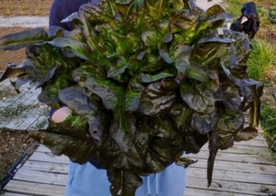 Μαρούλι Βελανιδόφυλλο