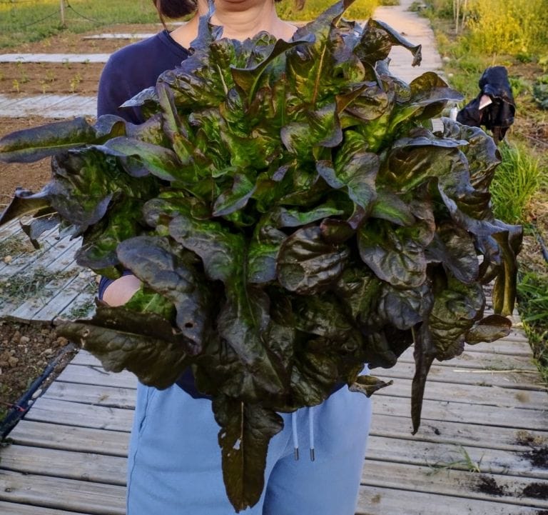 Rodopi-Marouli-Velanidofyllo