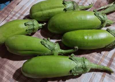 Μελιτζάνα Πράσινη Μακρουλή