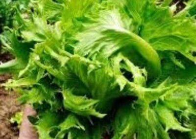 Μαρούλι Βασίλισσα του Πάγου