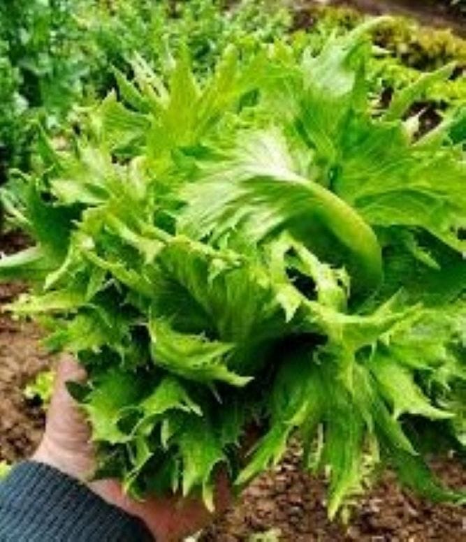 Rodopi-marouli Vasilissa-tou-pagou